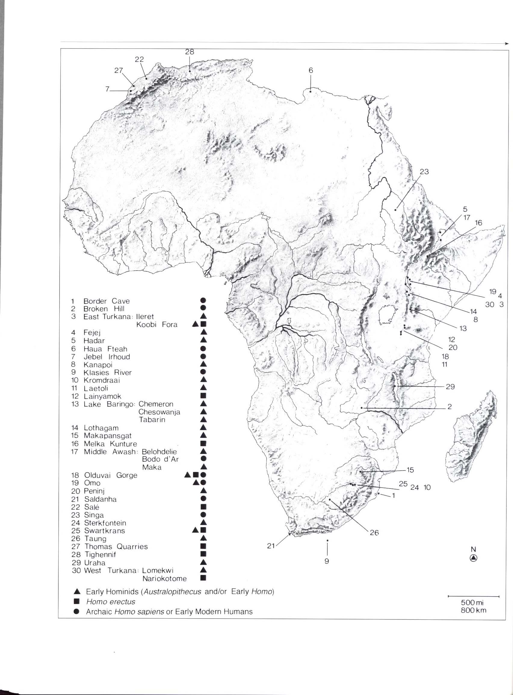 APE MAN: the story of human evolution. macm8533n